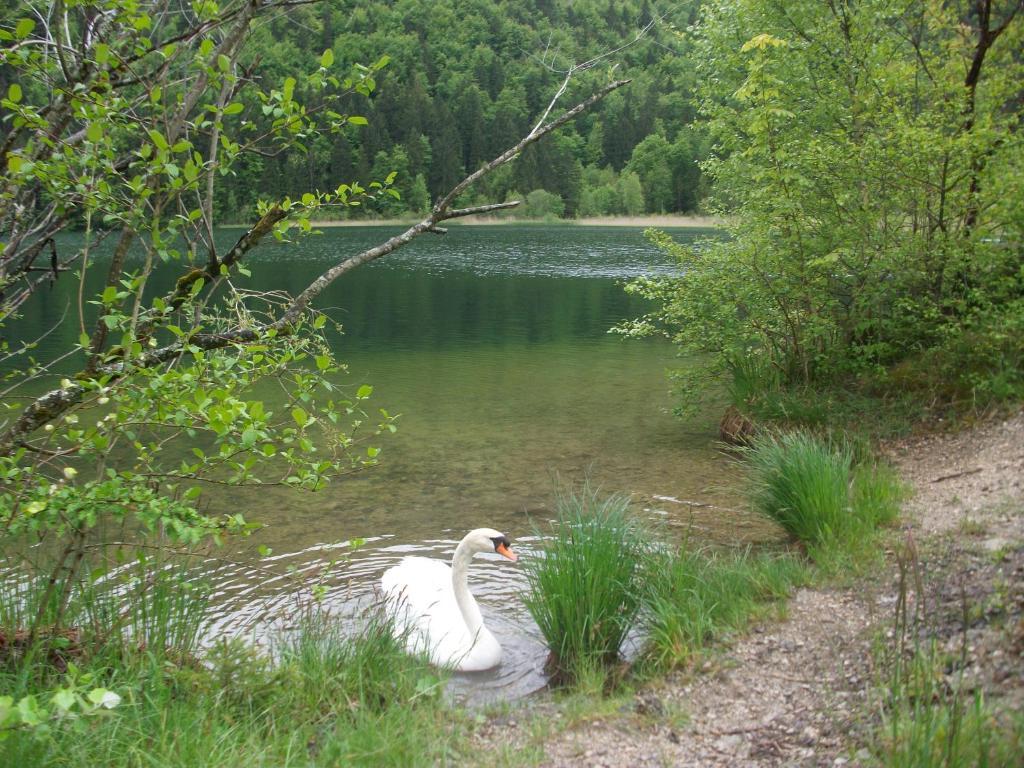 Ferienwohnungen Rexha Schwangau Exterior foto